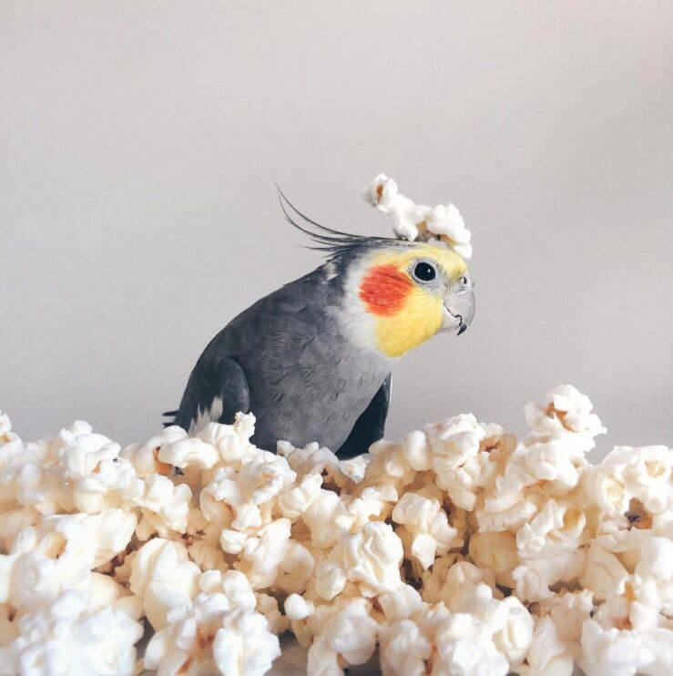 Can Birds Eat Popcorn? Best Guide For Bird Lovers