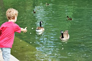 Can ducks eat Popcorn?