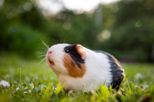 Can guinea pigs eat popcorn?