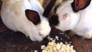 Can bunnies eat popcorn?