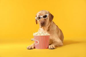 Can Dogs Eat Popcorn?